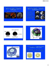 Etapy rozwoju zarodkowego
