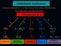 Mikrobiologia - wykład 15