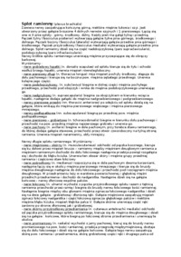 Nerwy rdzeniowe, Sploty