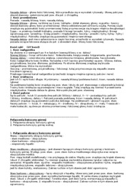 Kościec kończyny górnej