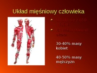 budowa-i-praca-miesni