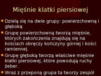 Mięśnie klatki piersiowej 