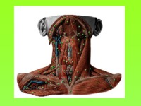 Mięśnie szyi- anatomia - Żuchwa
