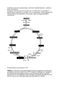 Metabolizm - Anabolizm