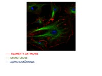Biologia komórki - Wykład: Cytoszkielet