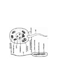 mikroskamienialosci