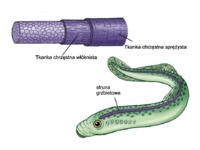 zwierzeta-gromady-i-podtypy