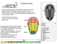 zwierzeta-charakterystyka-podgatunkow