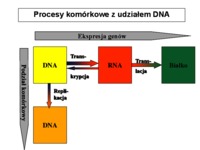 Cykl komórkowy -  Ekspresja genów