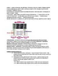 Układ ruchowy (mięśniowy) - charakterystyka
