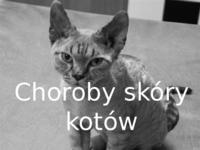 Choroby skóry kotów