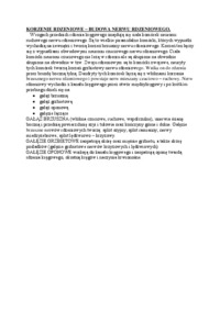 Korzenie rdzeniowe - budowa nerwu rdzeniowego