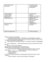 tkanka-laczna-wlasciwa