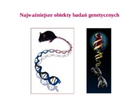 Organizacja genomów