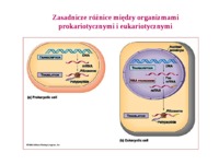 Regulacja ekspresji genów
