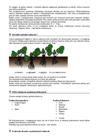 Sadzonki frigo-opracowanie