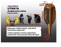 wije-i-owady-omowienie