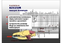 gryzonie i naczelne - omówienie.