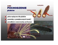 Ptaki - omówienie zagadnienia 