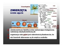 swoistosc-zwierzecej-wielokierunkowosci-omowienie