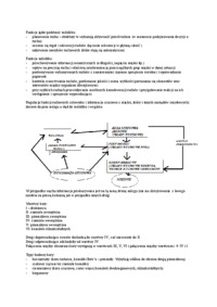 Mózgowie - omówienie zagadnienia