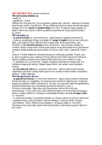 Mięśnie brzucha - omówienie, sem IV