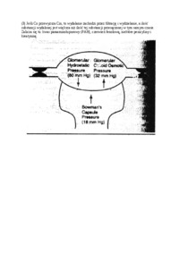 Filtracja kłębkowa  - omówienie
