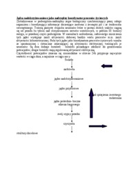 jadra-nadskrzyzowaniowe-omowienie