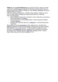 Nadnercze - omówienie