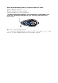 Opracowanie - budowa układu pokarmowego u motylicy wątrobowej