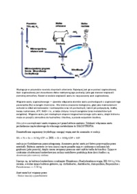 Obieg węgla i azotu- opracowanie