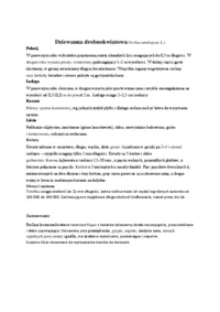 dziewanna-drobnokwiatowa-zielnik