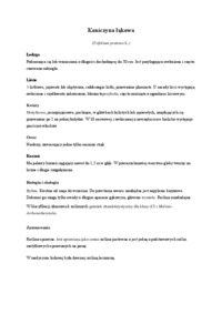 zielnik -Koniczyna biała - omówienie 