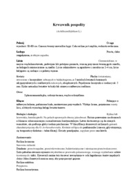 Krwawnik pospolity - zielnik