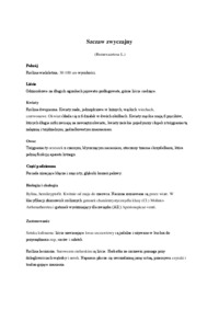 zielnik-szczaw-zwyczajny