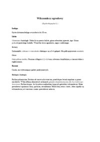 zielnik -Wilczomlecz ogrodowy