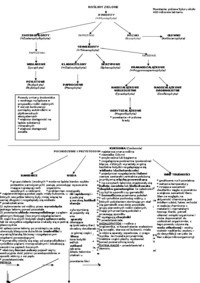 Rośliny zielone - omówienie 