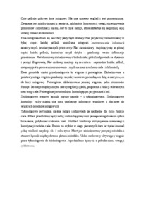 rozwoj-i-poziomy-ukladu-nerwowego-opracowanie