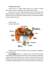 dzwieki-narzad-sluchu-oraz-charakterystyka